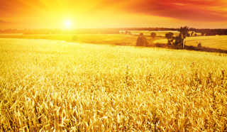 agri-divion